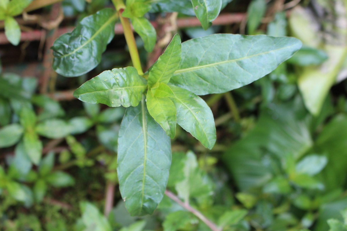 Alternanthera philoxeroides (Mart.) Griseb.